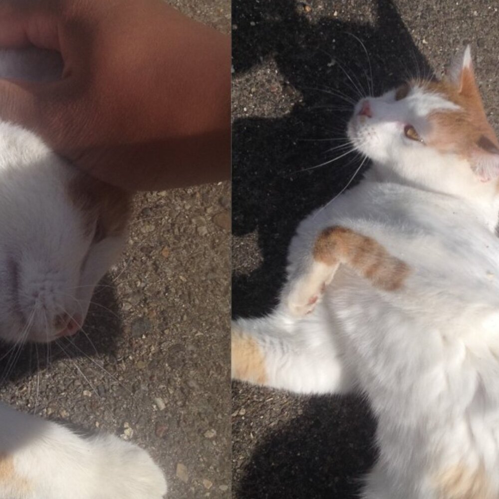 Stray work & Critter Pics! Just sharing XO. PLEASE Spay and Neuter your pets! - Picture 17 of 17